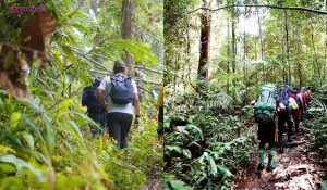 adab dan larangan ketika mendaki hutan hikin jungle trekking